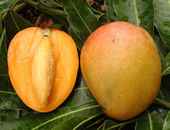 Манго плод